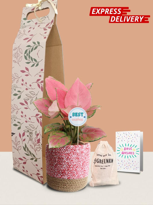 Aglaonema Pink Anjamani Plant Gift in Eco Pot (Medium)