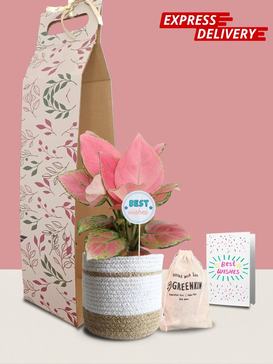 Aglaonema Pink Anjamani Plant Gift in Eco Pot (Medium)