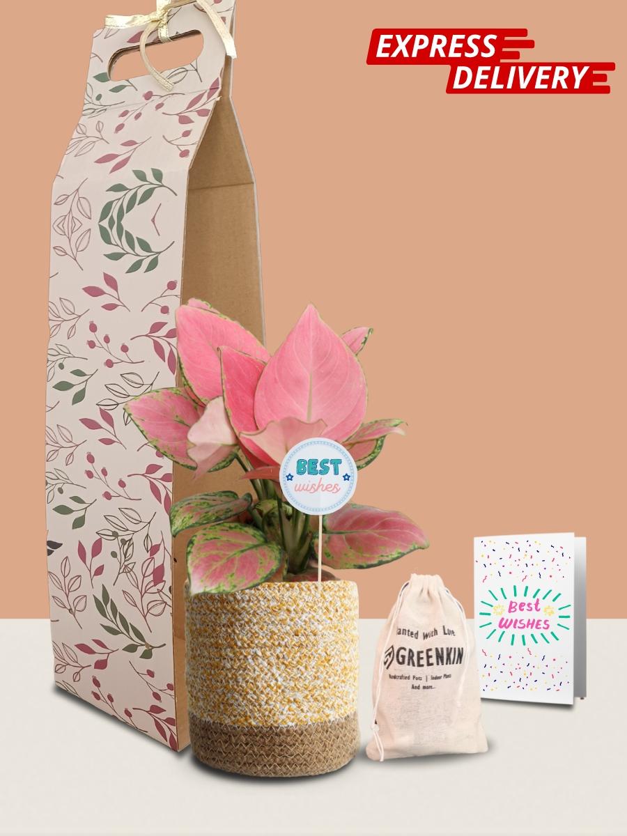 Aglaonema Pink Anjamani Plant Gift in Eco Pot (Medium)