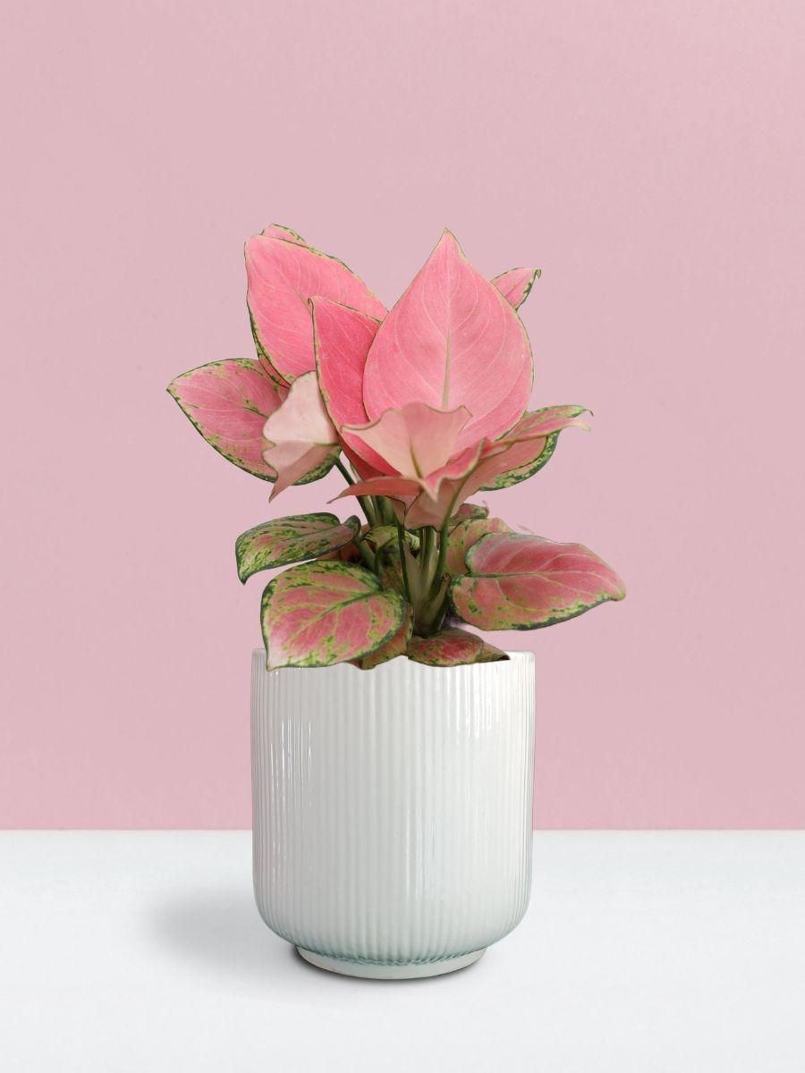 Aglaonema Pink Anjamani Plant in Ceramic Pot (Medium)