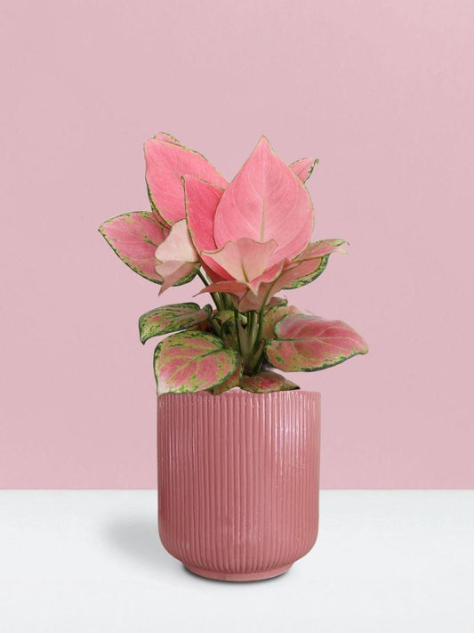 Aglaonema Pink Anjamani Plant in Ceramic Pot (Medium)