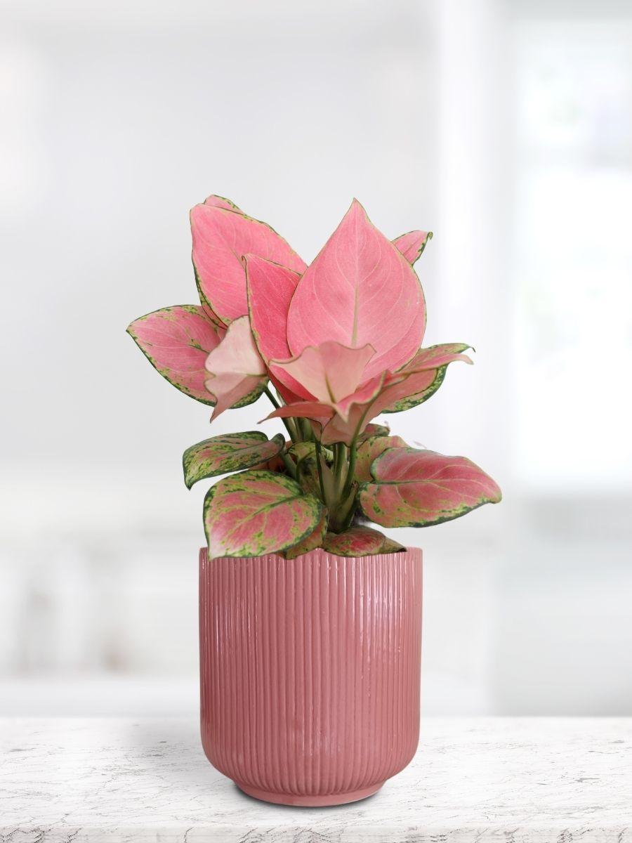 Aglaonema Pink Anjamani Plant in Ceramic Pot (Medium)