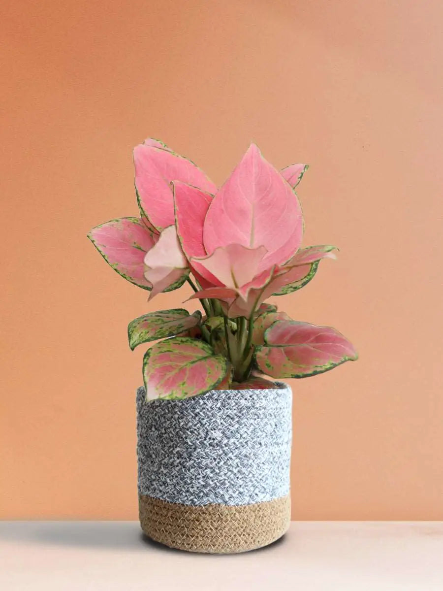 Shop Gorgeous indoor plant Aglaonema pink anjamani in eco friendly grey cotton planter online