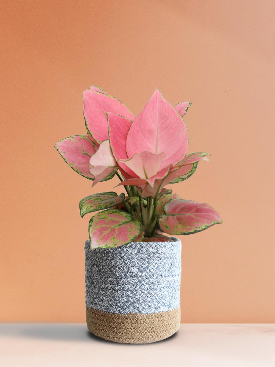 Aglaonema Pink Anjamani Plant Gift in Eco Pot (Medium)