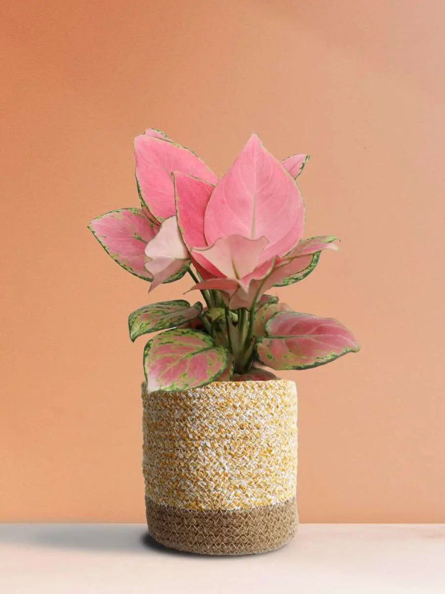 Shop beautiful medium indoor plant Aglaonema pink in premium yellow cotton planter in India