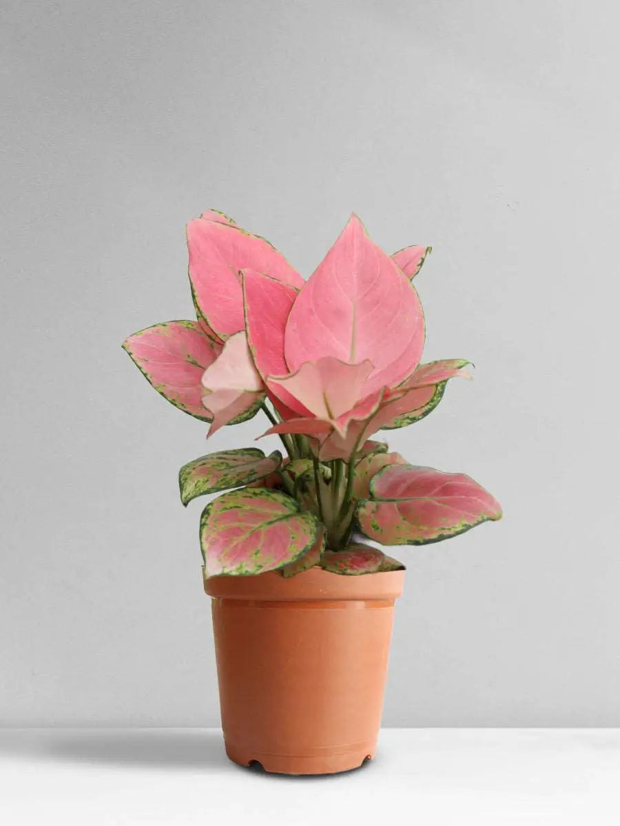 Aglaonema Pink Anjamani (Medium)