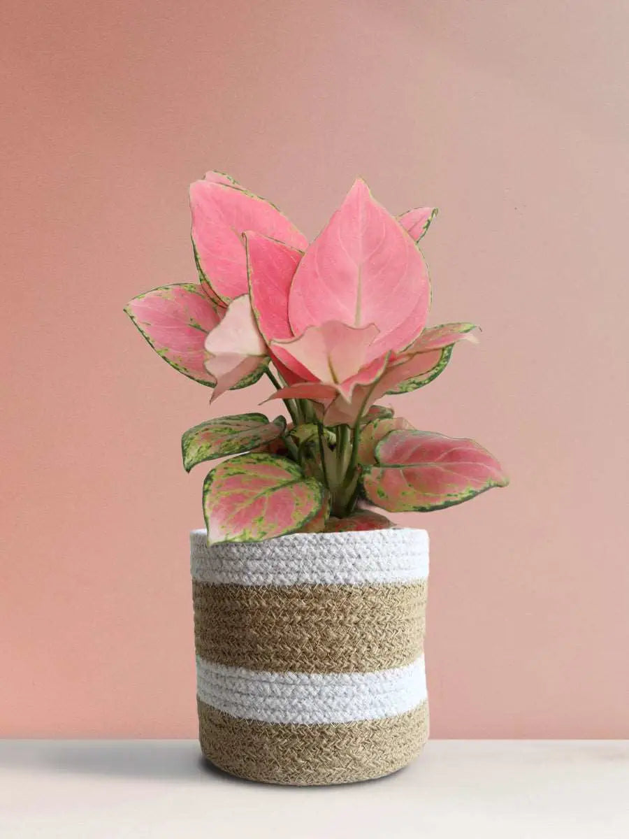Shop Stunning colorful indoor plant Aglaonema pink anjamani in eco friendly brown stripe jute pot online