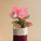Gift Gorgeous colorful plant Aglaonema pink anjamani in eco friendly knitted planter online 