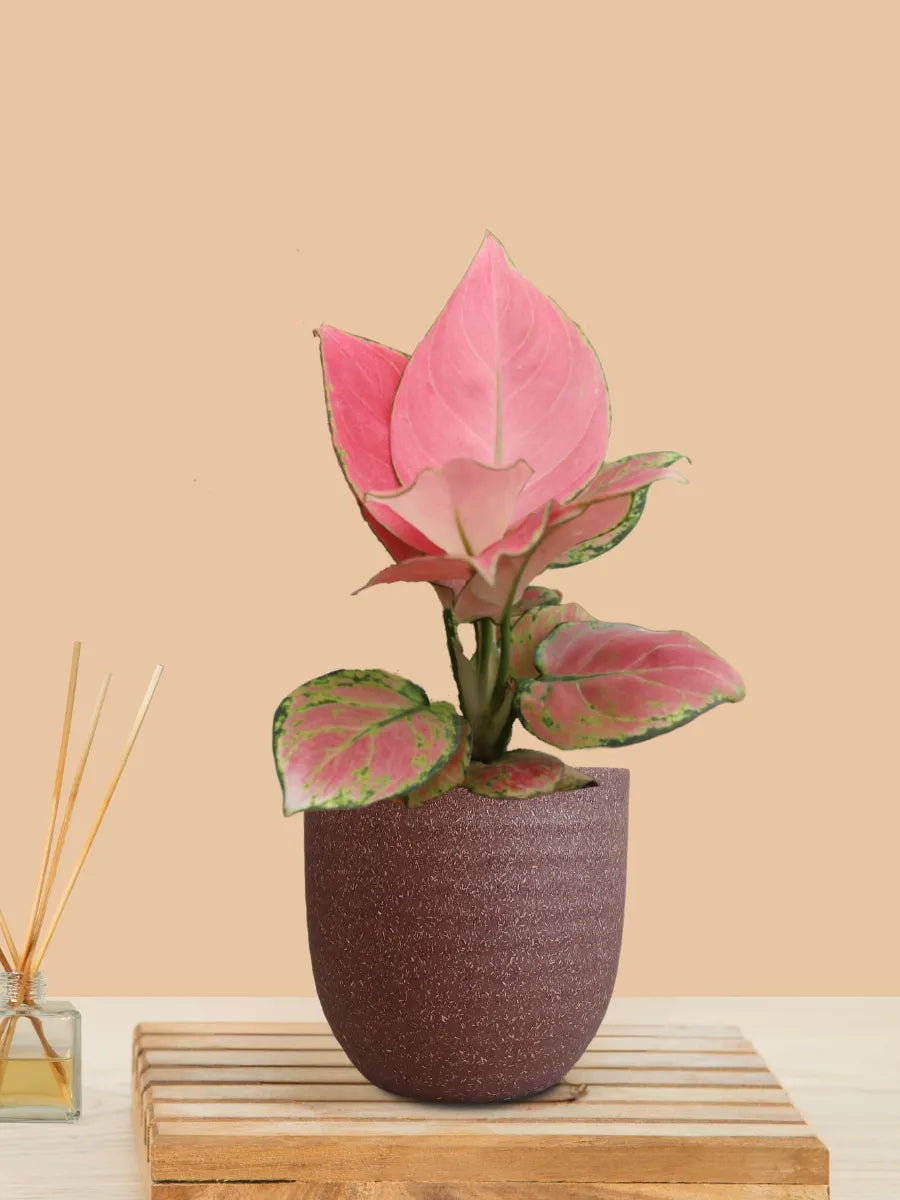 Aglaonema Pink Anjamani (Small) in Eco Pot