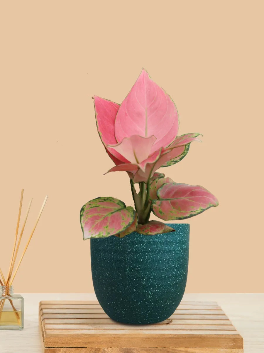 Aglaonema Pink Anjamani (Small) in Eco Pot