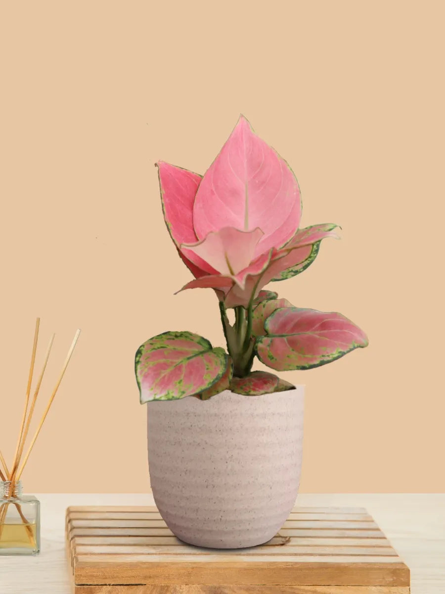 Aglaonema Pink Anjamani (Small) in Eco Pot