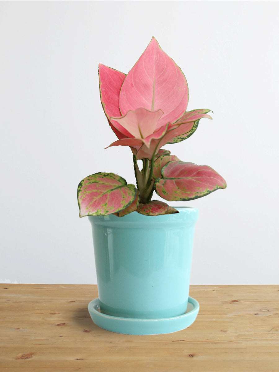 Shop stunning houseplant Aglaonema pink Anjamani in premium elementary blue ceramic pot online