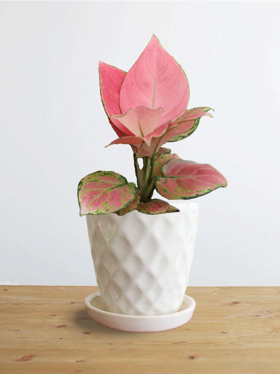 Shop beautiful small plant Aglaonema pink Anjamani in premium white Hawaiian ceramic pot online