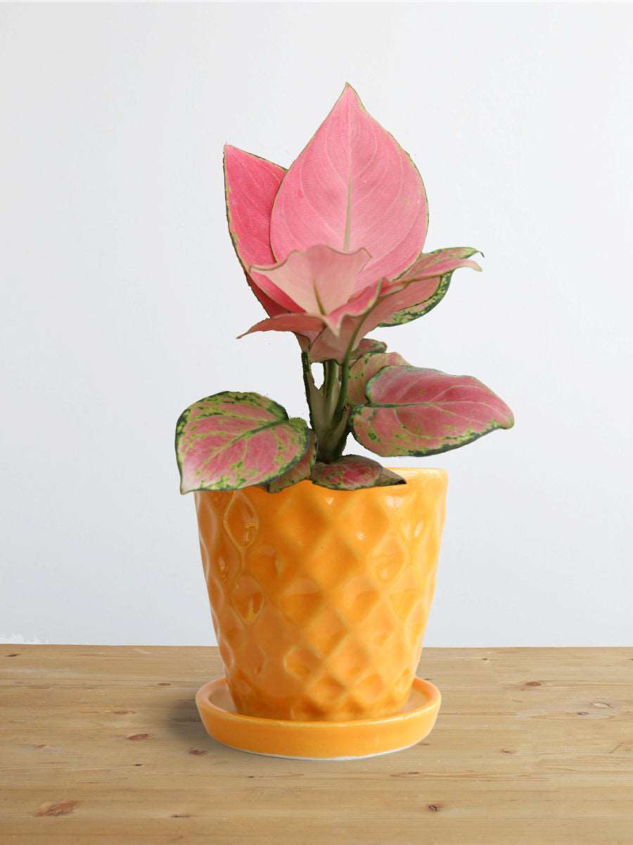 Shop small stunning indoor plant Aglaonema pink Anjamani in eco friendly yellow Hawaiian pot in India