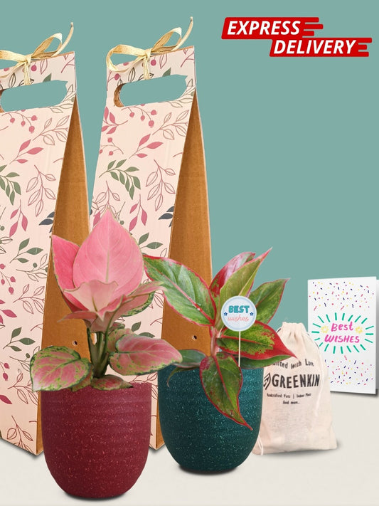 Goodluck Aglaonema Gift Combo in Eco Pots (Small)