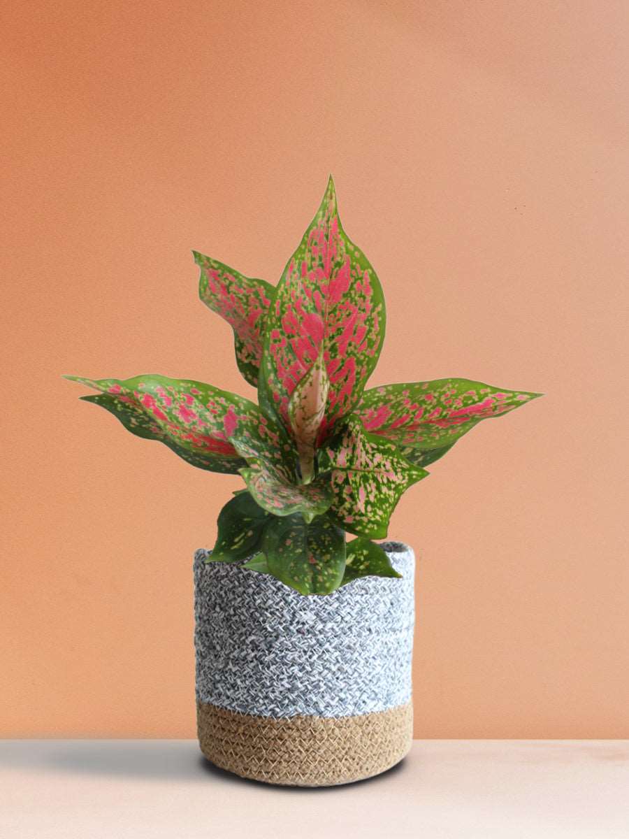 Shop aesthetic plant Aglaonema pink Dalmatian in eco friendly grey cotton planter online