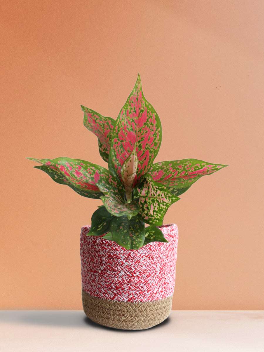 Gift Colorful plant Aglaonema Dalmatian in eco friendly pink planter in India