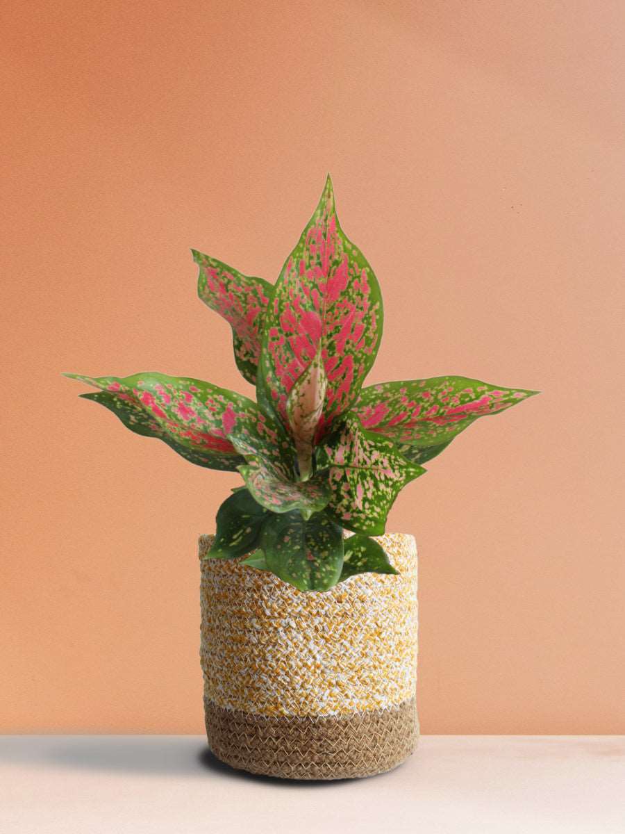 Buy eye - catchinh houseplant Aglaonema pink Dalmatian in premium yellow pot online