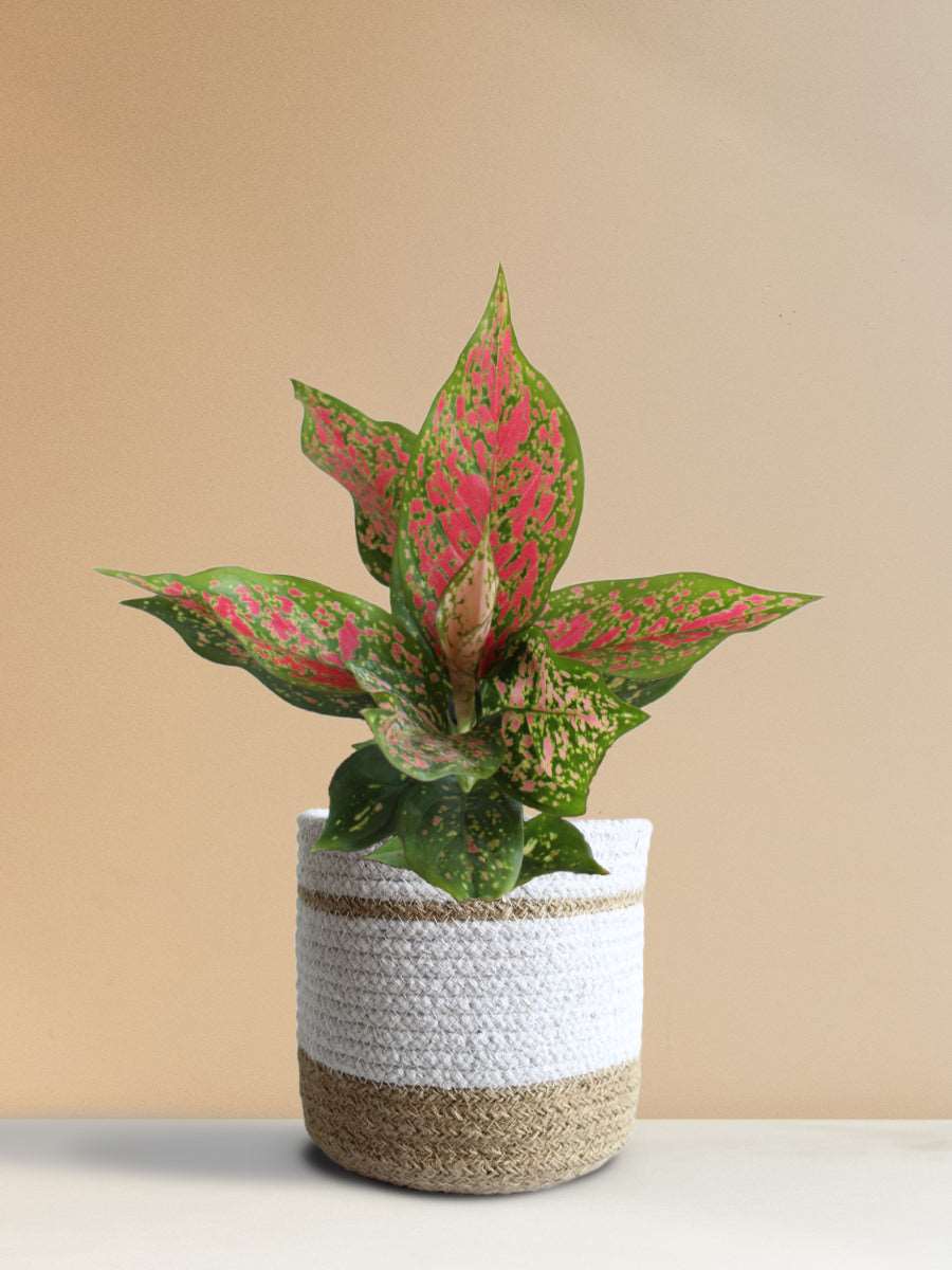 Buy beautiful indoor plant Aglaonema pink Dalmatian in premium white jute planter online