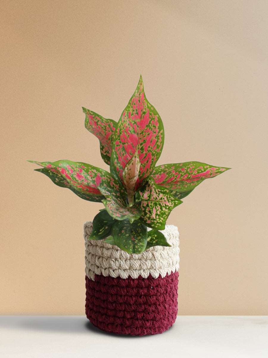 Buy decorative indoor plant Aglaonema pink Dalmatian in eco friendly red knitted cotton pot online