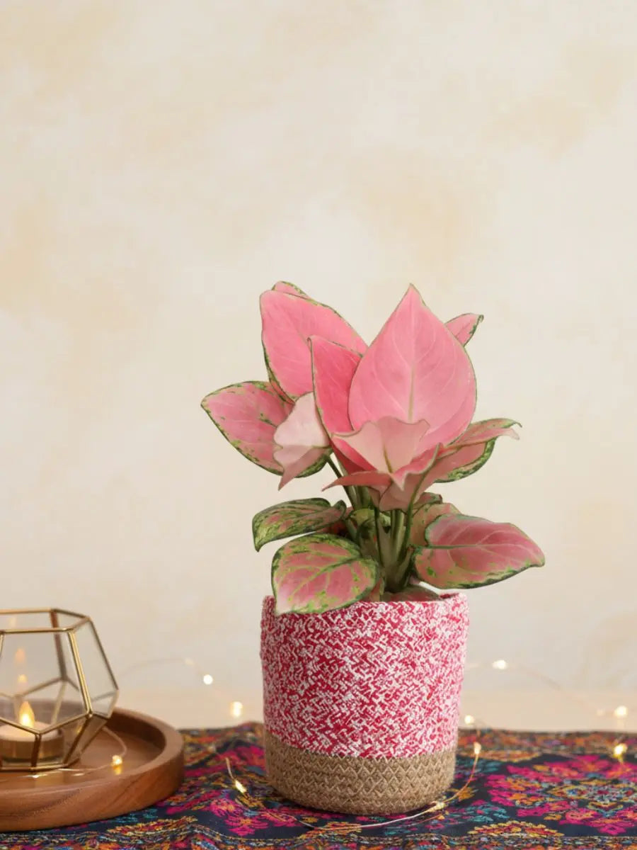 aglaonema flower vase life Aglaonema Pink Anjamani (Medium)