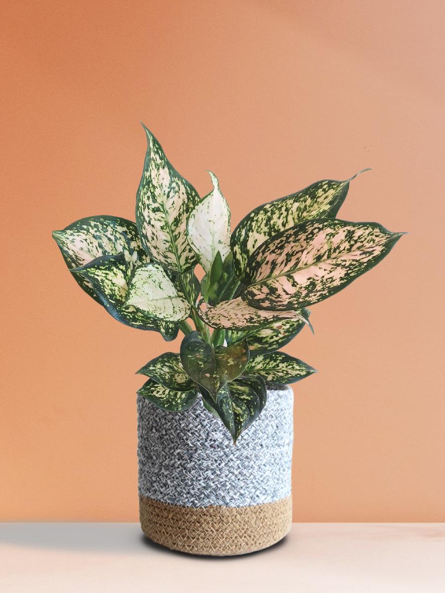 Aglaonema Pink Valentine (Medium)