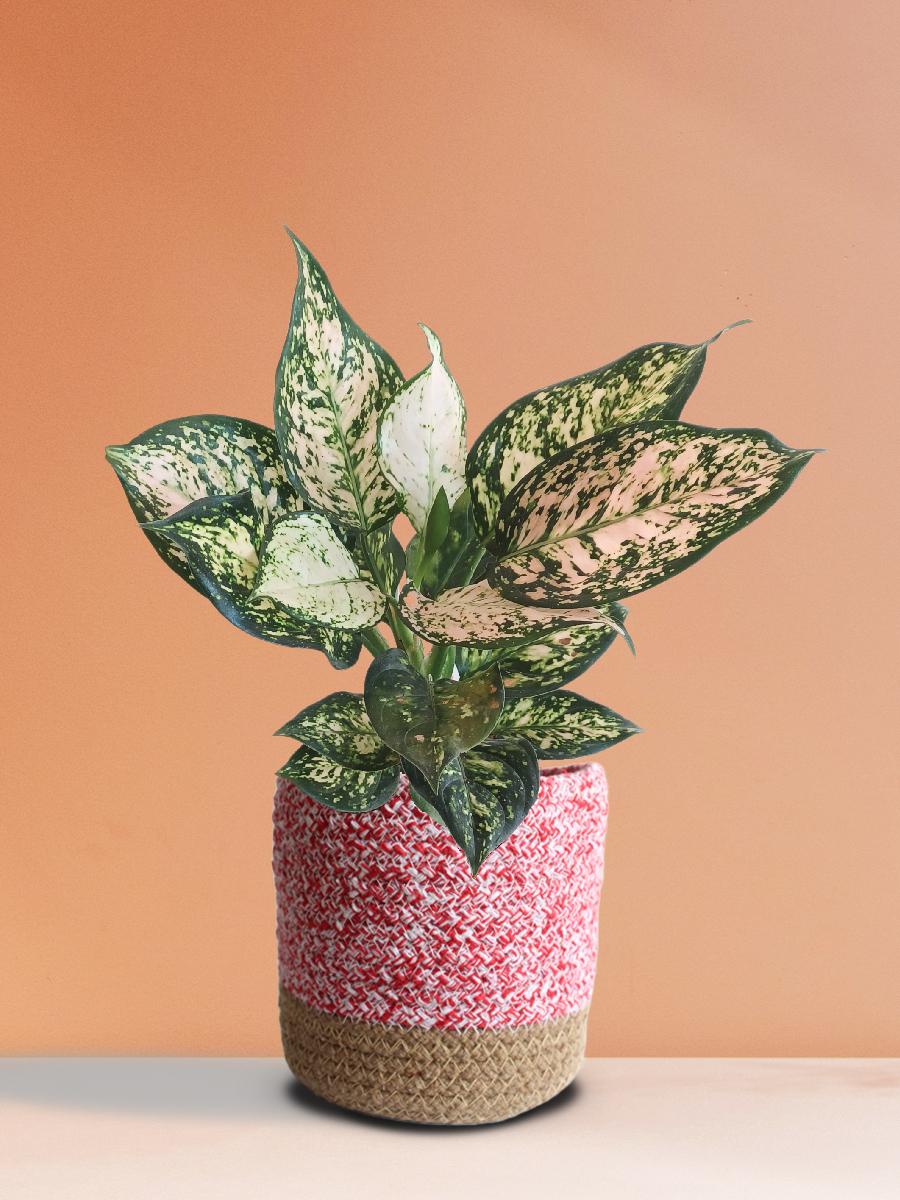 aglaonema pink valentine Aglaonema Pink Valentine (Medium)