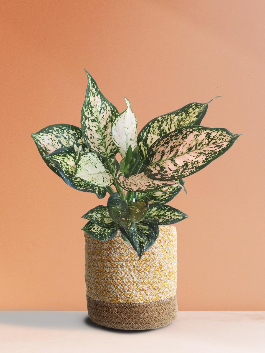 Aglaonema Pink Valentine (Medium)
