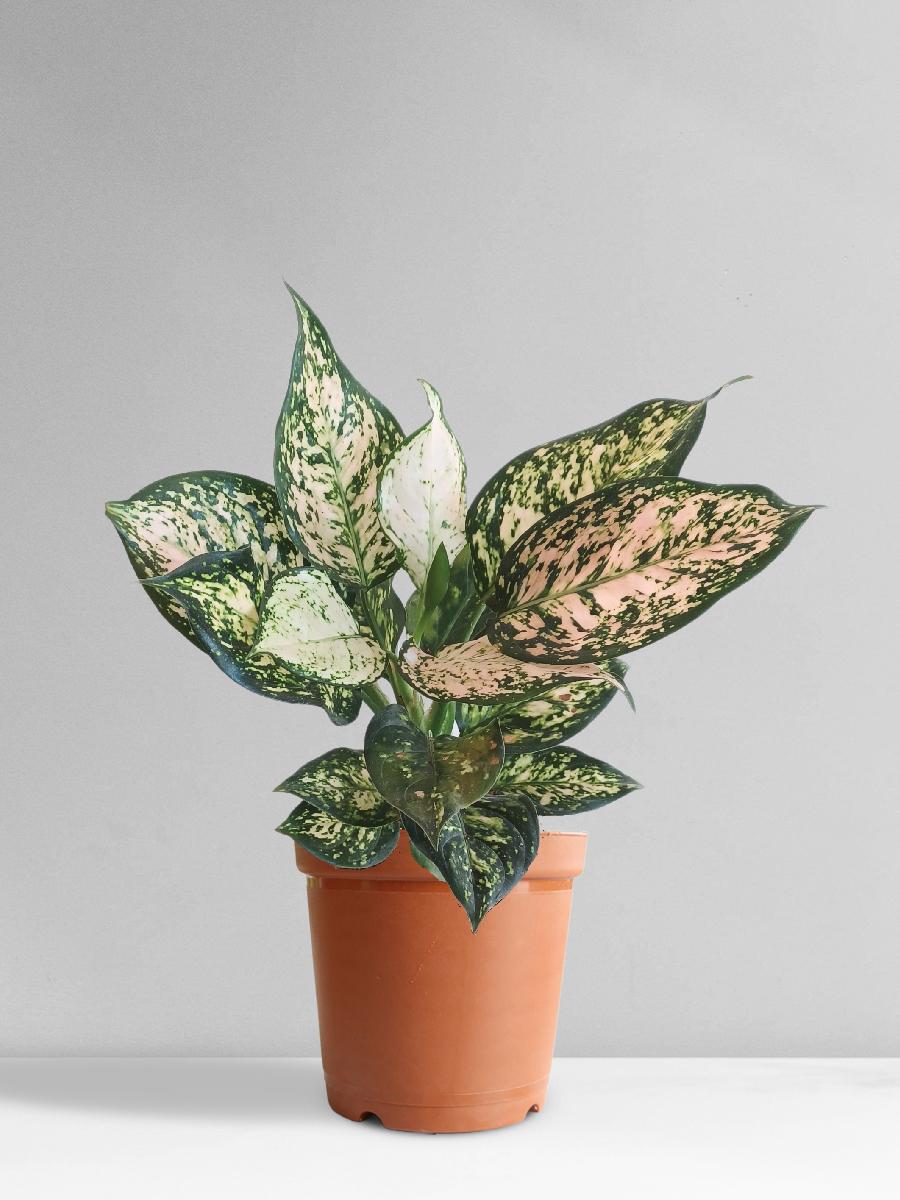 Aglaonema Pink Valentine (Medium)