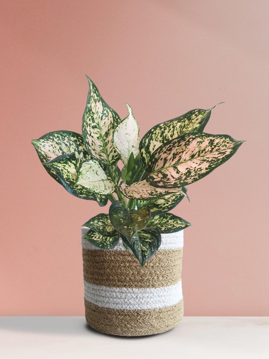 Aglaonema Pink Valentine (Medium)