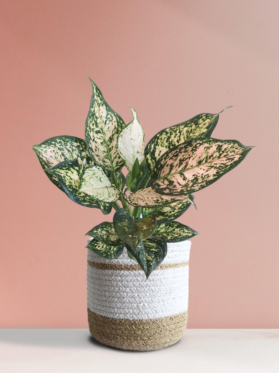 Aglaonema Pink Valentine (Medium)