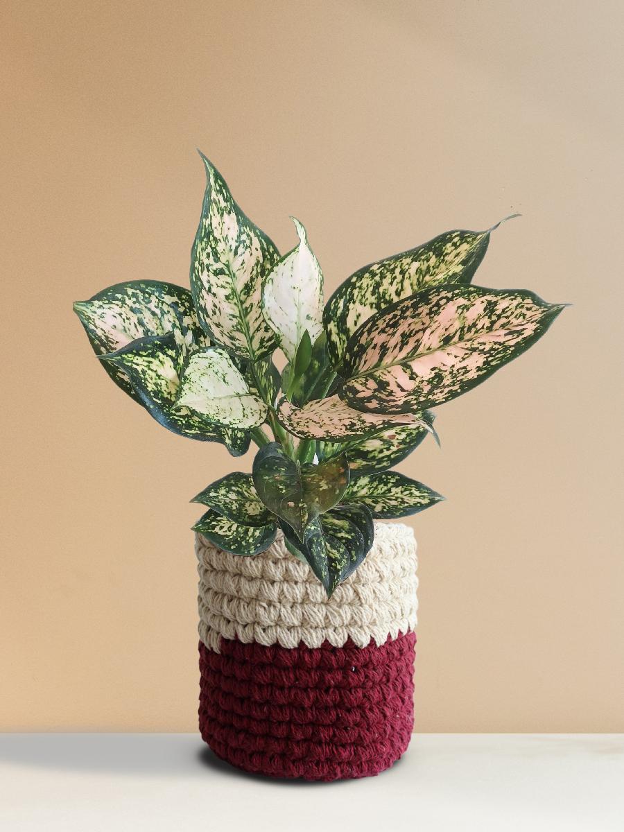 Aglaonema Pink Valentine (Medium)