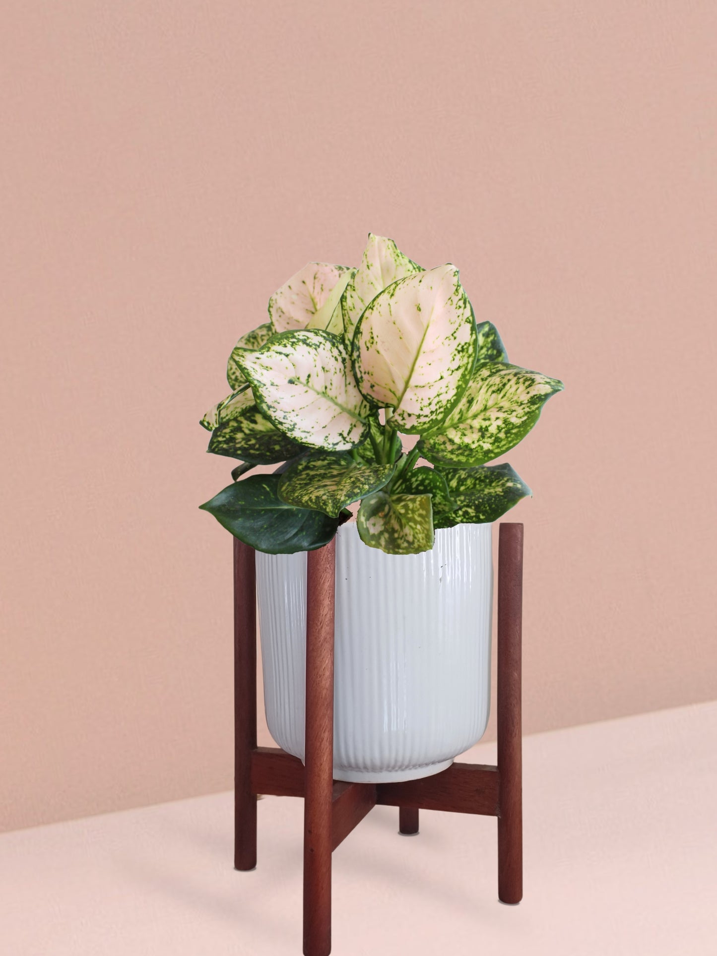 Aglaonema Pink Valentine Plant in Ceramic Pot (Medium)