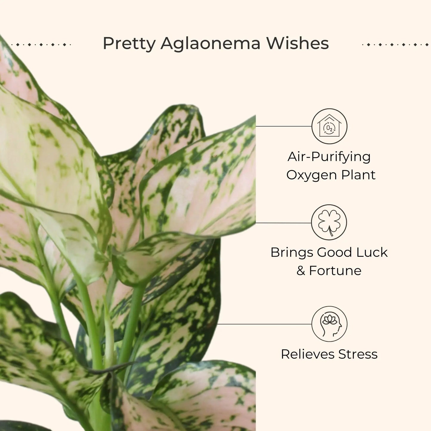 Aglaonema Pink Valentine (Small) in Eco Pot