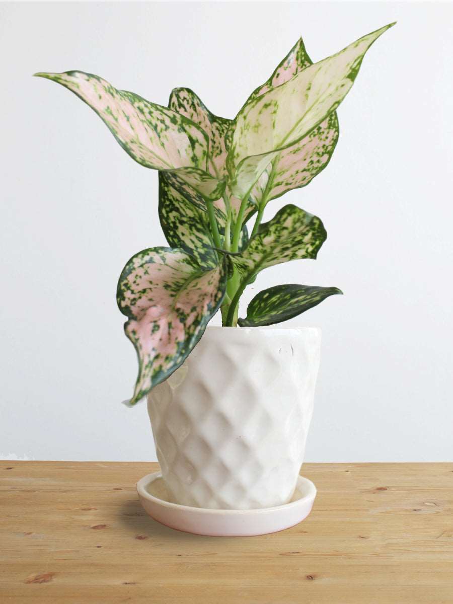 Shop stunning indoor Aglaonema Pink Valentine small in a premium white Hawaiian ceramic pot in India