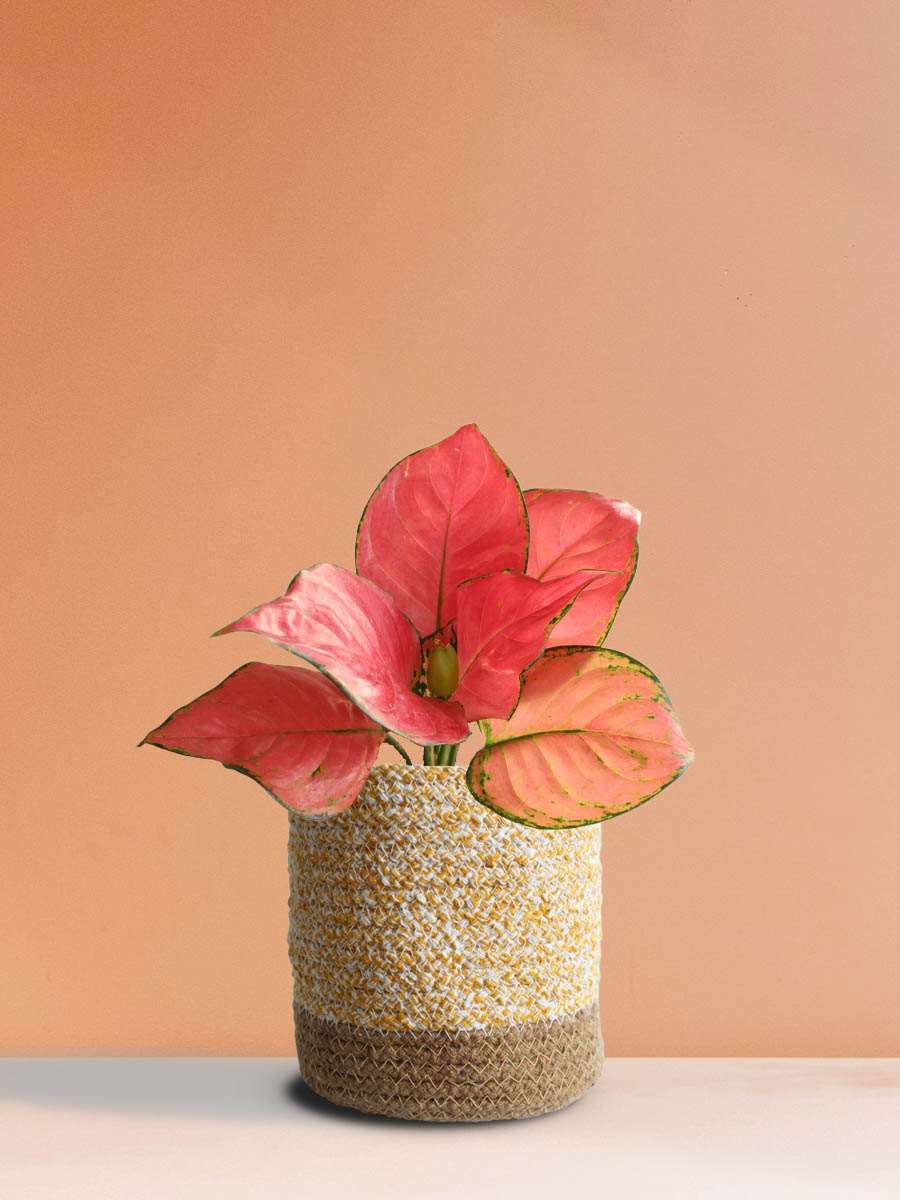 Shop stunning medium indoor plant Aglaonema red anjamani in eco friendly yellow cotton pot online