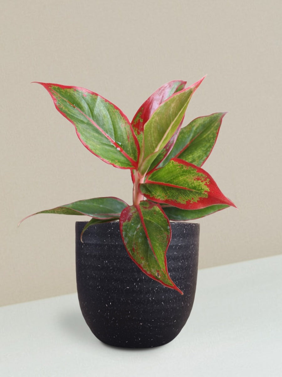 Aglaonema Red Lipstick Plant Gift in Eco Pot (Small)