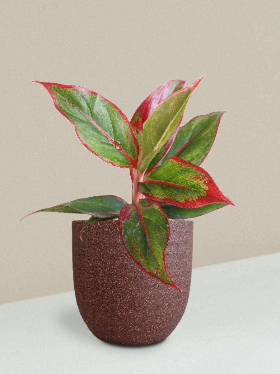 Aglaonema Red Lipstick Plant Gift in Eco Pot (Small)