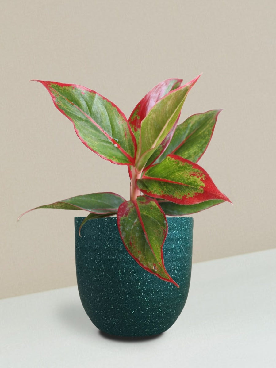 Aglaonema Red Lipstick Plant Gift in Eco Pot (Small)