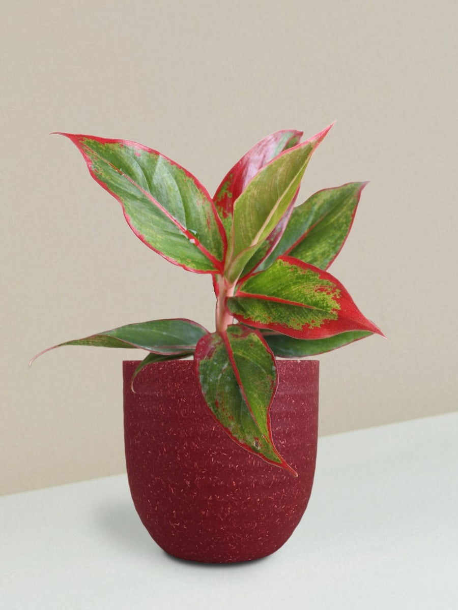 Aglaonema Red Lipstick Plant Gift in Eco Pot (Small)