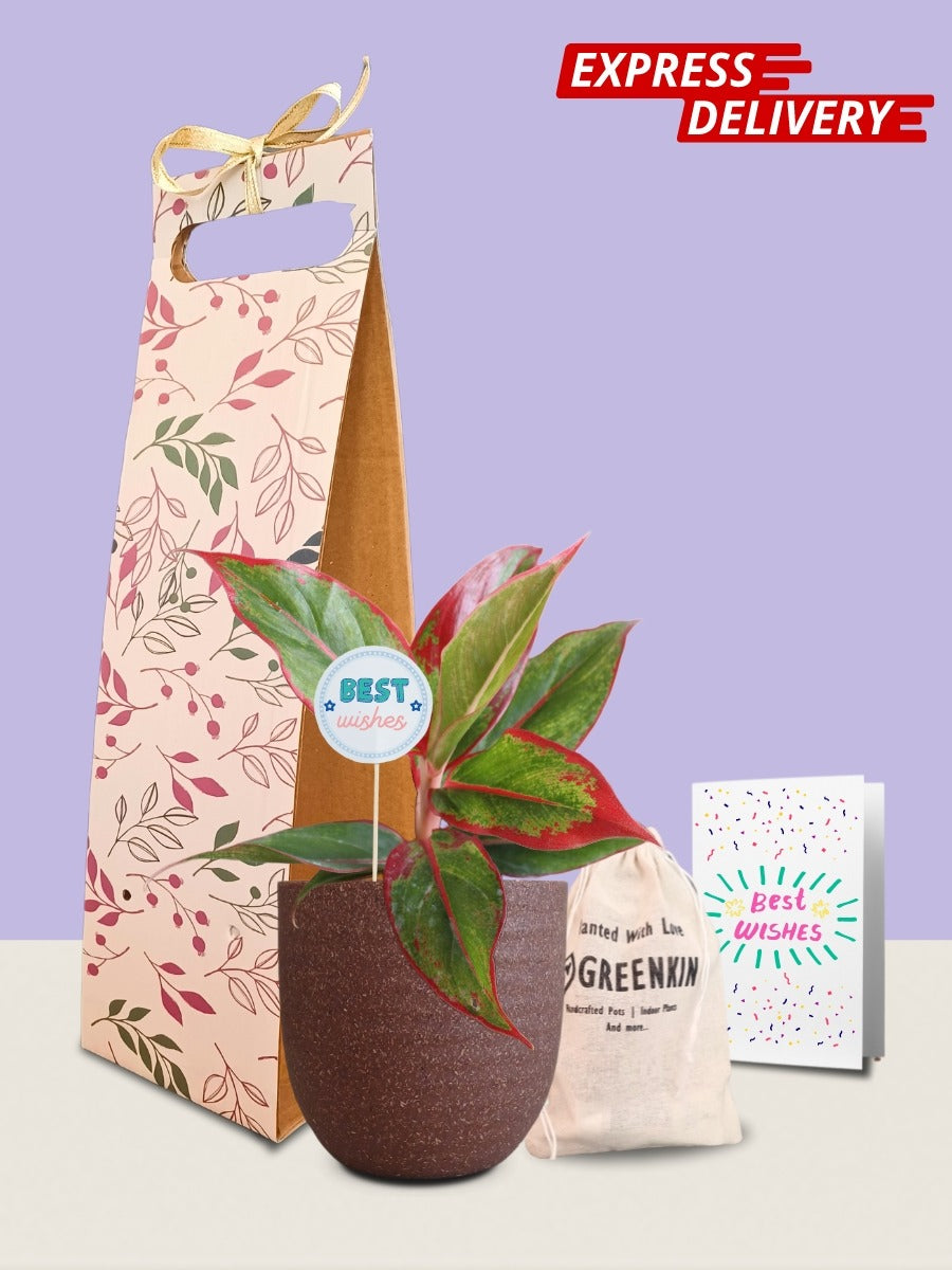 Aglaonema Red Lipstick Plant Gift in Eco Pot (Small)