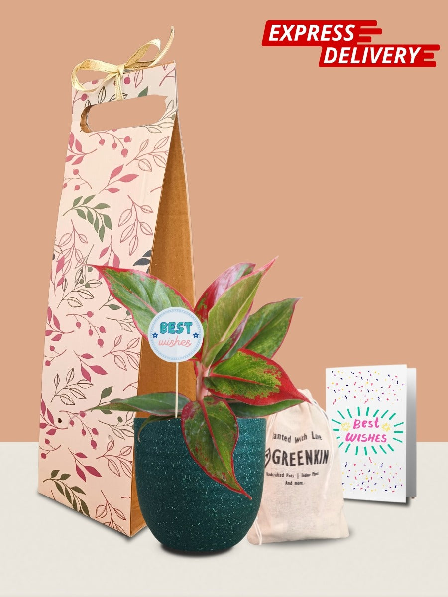 Aglaonema Red Lipstick Plant Gift in Eco Pot (Small)