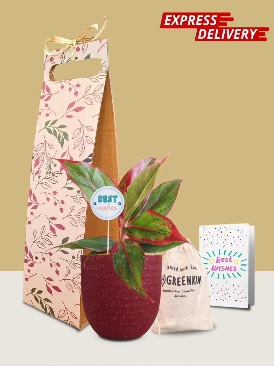 Aglaonema Red Lipstick Plant Gift in Eco Pot (Small)