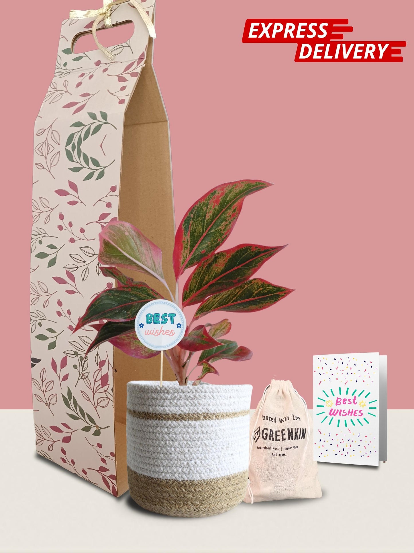 Aglaonema Red Lipstick Plant Gift in Eco Pot (Medium)