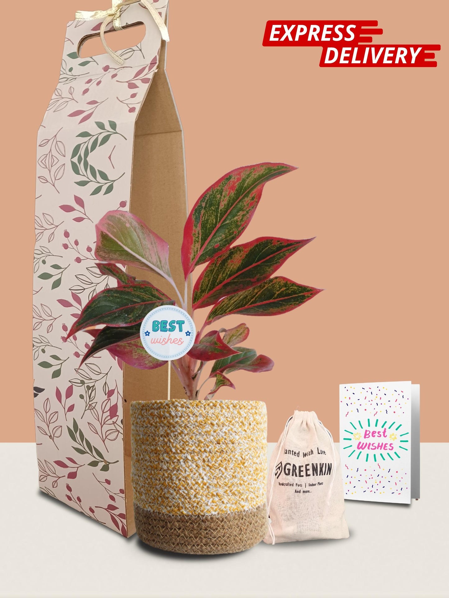 Aglaonema Red Lipstick Plant Gift in Eco Pot (Medium)