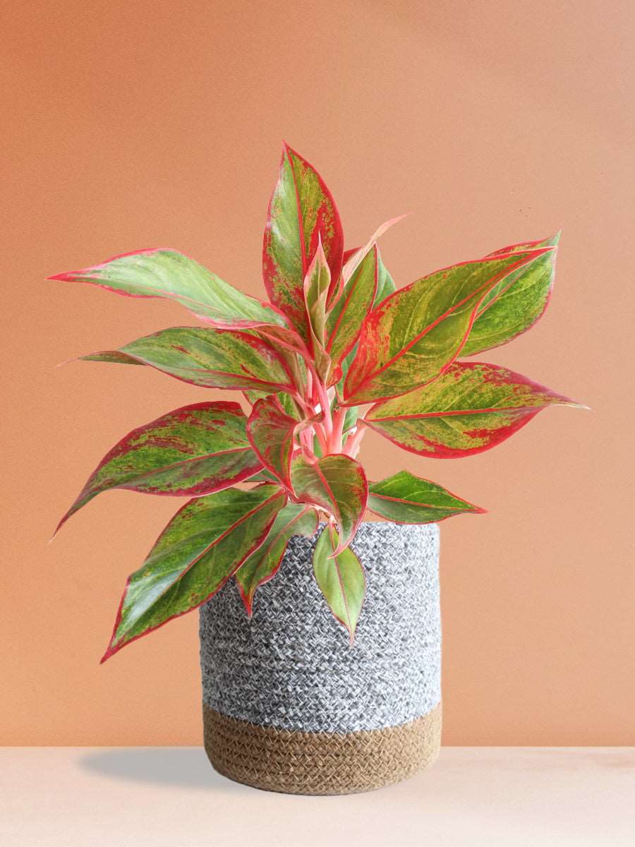 Order Large indoor plant Aglaonema lipstick in premium grey cotton pot online