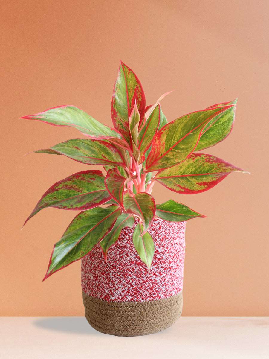 Buy beautiful indoor plant Aglaonema red lipstick in eco-friendly pink cotton planter online