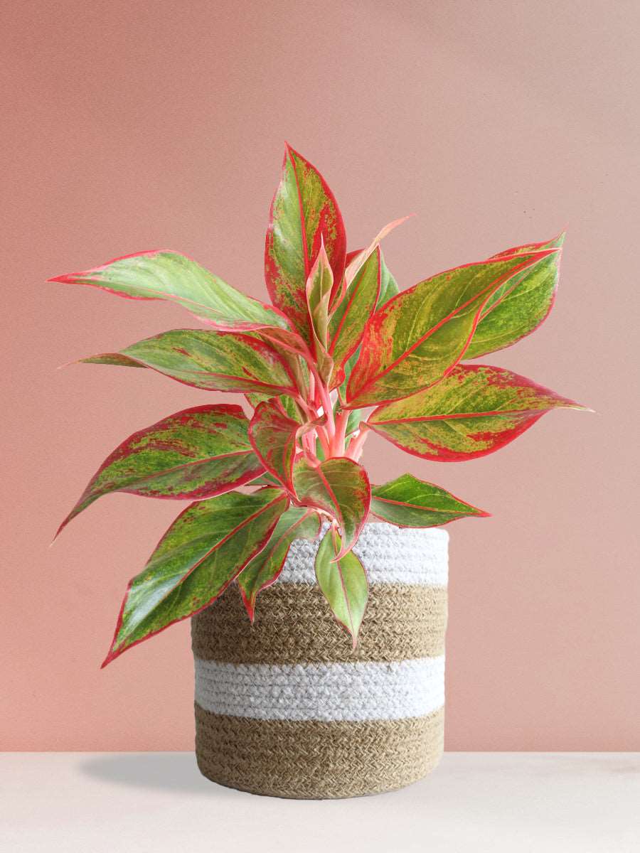 Buy gorgeous large plant Aglaonema red lipstick in high quality brown jute pot online