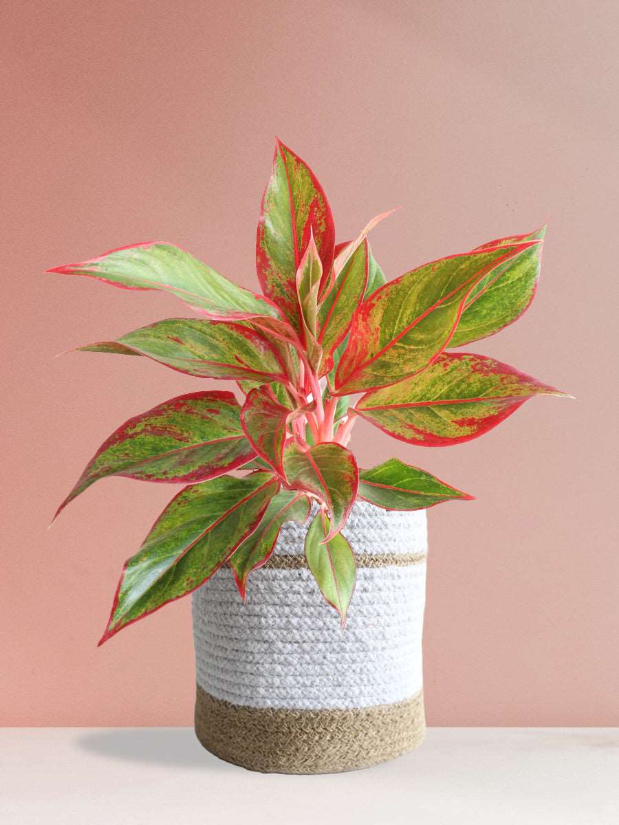Gift colorful Aglaonema red lipstick plant in premium white jute planter in India
