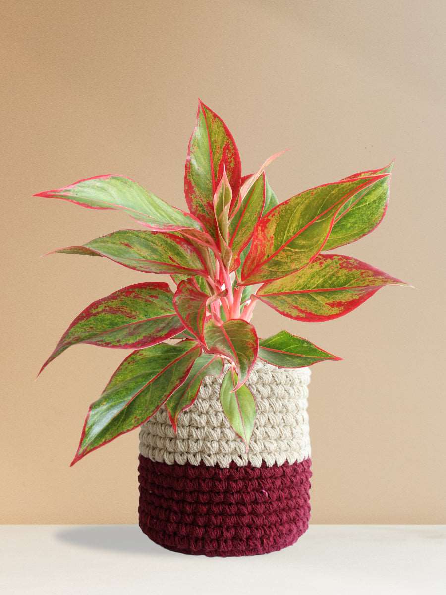 Shop Beautiful potted houseplant Aglaonema red lipstick in eco-friendly red knitted cotton planter online